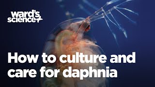 Caring and Culturing for Daphnia [upl. by Chadburn]