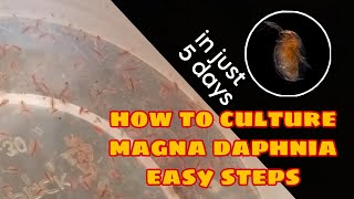 How to Culture Magna Daphnia Easily [upl. by Cilo]