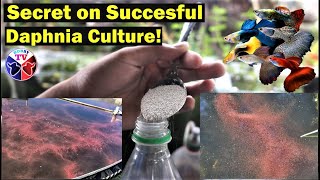 How to Culture Daphnia Successfully [upl. by Jourdain]