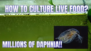 How to Culture Daphnia Secret Method to Breed MILLIONS  Simply Aquatic [upl. by Cassandre]