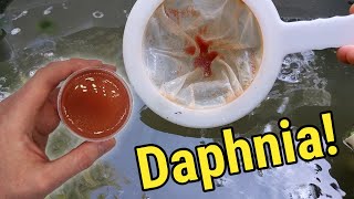 How I Culture Daphnia In Outdoor Tubs [upl. by Aristotle]