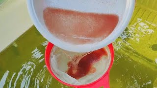 How to culture daphnia  Daphnia culture  How to grow daphnia outdoor [upl. by Ytsenoh]