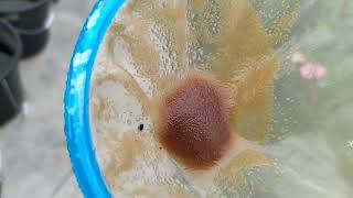 How to culture daphnia moina in a small container Part 1 English Subtitle [upl. by Britni]