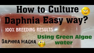 Daphnia MagnaHow to Culture Daphnia Easy wayCulturing Daphnia using Green water Daphnia [upl. by Notlehs]