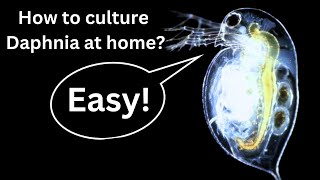 BEST Live Fish Food Beginner guide How to Culture Daphnia at home [upl. by Noyrb]