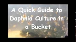 How to culture daphnia outside [upl. by Wengert]