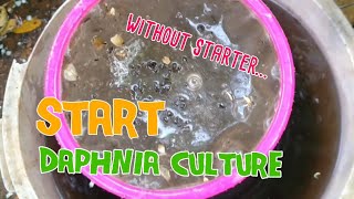 How to culture daphnia moina the easy way 1  Starting the Daphnia culture [upl. by Ahselet714]