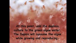 Daphnia  How to grow daphnia in your home [upl. by Sidonius315]