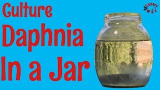 How to Culture Daphnia in a Jar [upl. by Allista]