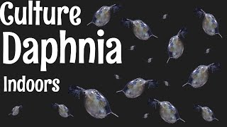 How to Culture Daphnia [upl. by Hollie]