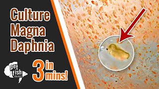 How to culture DAPHNIA MAGNA  The easy way [upl. by Bagger]