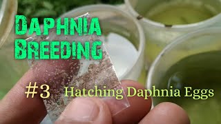 Daphnia Culture made simple and easy 3  Hatching Daphnia eggs [upl. by Kyle]