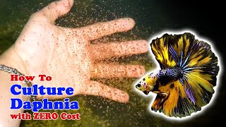 How to Culture Daphnia with ZERO Cost  Unlimited Live Food For Our Fish [upl. by Chouest14]