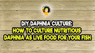 DIY Daphnia Culture How to Culture Nutritious Daphnia as Live Food for Your Fish [upl. by Klotz]