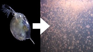 How I Culture Daphnia [upl. by Okimuy]