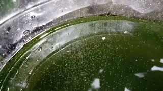 DAPHNIA MOINA CULTURE IN A SMALL BUCKET [upl. by Nagaek19]