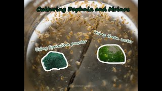 How To Culture Daphnia and Moinas using Green Water Spirulina powder [upl. by Ordnazil]