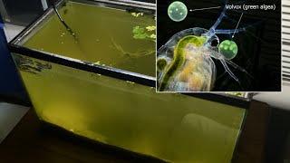 Raising Daphnia for the Freshwater Aquarium [upl. by Lodmilla486]