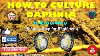 HOW TO CULTURE DAPHNIA In Easy Way [upl. by Adnovad531]